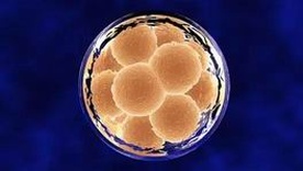 2025年去卵巢早衰IRCM医院做三代试管可以吗？成功率有多